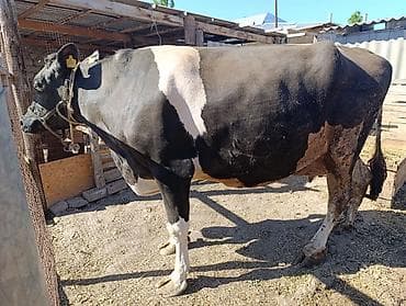 Продаю | Корова (самка) | Голштин | Для молока | Племенные, Стельные at lalafo.kg Продаю | Корова (самка) | Голштин | Для молока | Племенные, Стельные