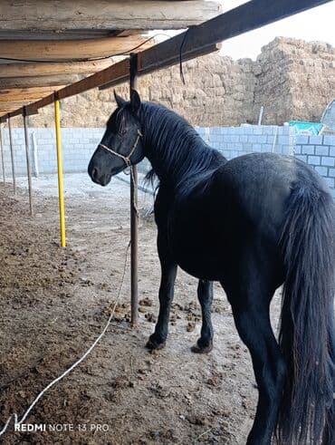 кролик цена: Продаю | Жеребец | Рабочий — 3