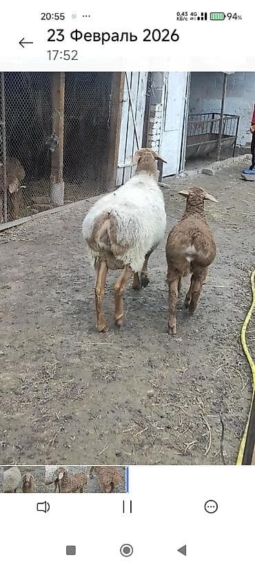 кормушка для кроликов: Продаю | Овца (самка) | Для разведения | Матка — 6