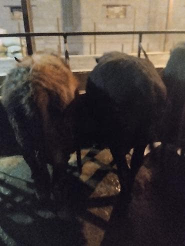 тук кара балта: Продаю | Бык (самец) | Полукровка | На откорм | Привязанные — 5