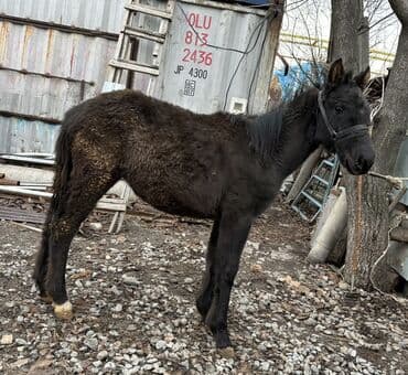 сколько стоит кролик: Продаю | Жеребенок | Для разведения | Племенные — 9
