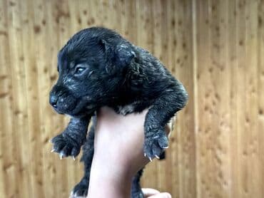 бульдоги: Щенки Канарского Дога (Presa Canario) С документами, прививками 8 — 12