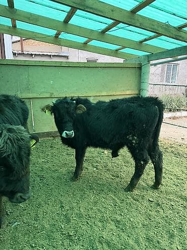 коты каракол: Сатам | Бука (эркек) — 2