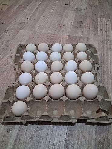 Продаю | Инкубационные яйца | Бойцовая | Для разведения at lalafo.kg Продаю | Инкубационные яйца | Бойцовая | Для разведения