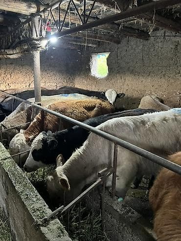 продаю тёлка: Продаю | Бык (самец) | Ангус, Герефорд, Швицкая | На откорм, Для разведения — 7