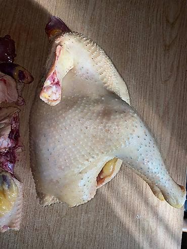 сары булун: Продаю яйцо породы Кучинская Юбилейная — отличная несушка и мясная — 3