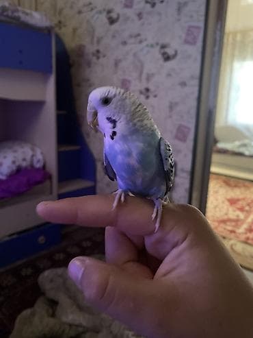 продам птицу: Волнистый попугайчик (мелкий декоративный попугай). Окрас — 2