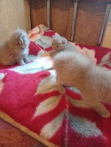 перья: Шотландские вислоухие котята (Scottish Fold), окрасы серо-голубой и — 7