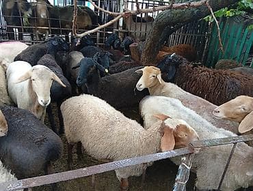 А/ч жаныбарларын сатам: Сатам | Ургаачы кой (ургаачы), Козу, Кочкор (эркек) | Гиссар, Аргын, Меринос | Союуга | Бычылган, Жасалма жол менен боозутуу, Ургаачы — 8