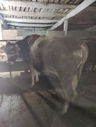 кальций для животных: Продаю | Корова (самка) | Швицкая | Для молока | Стельные — 2