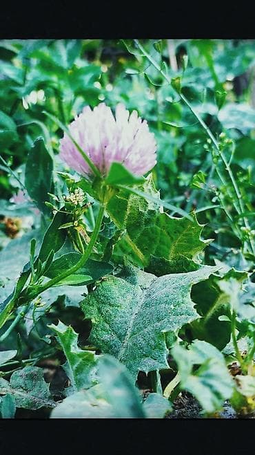 семена кукурузы торо: Семена клевера лугового (Trifolium pratense) - Многолетний кормовой и — 1