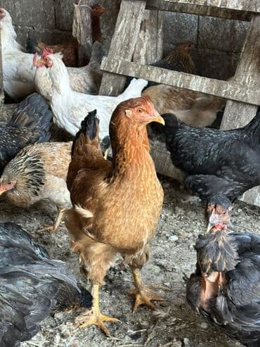 собаки цена: Продаю | Куры | Домашняя | Для разведения — 9