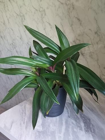 мечит: Продаю комнатный цветок - Рео (лат. Tradescantia spathacea), которое — 3