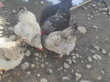 продажа домашних кур: Продаю | Цыплята, Куры | Домашняя | На забой — 2