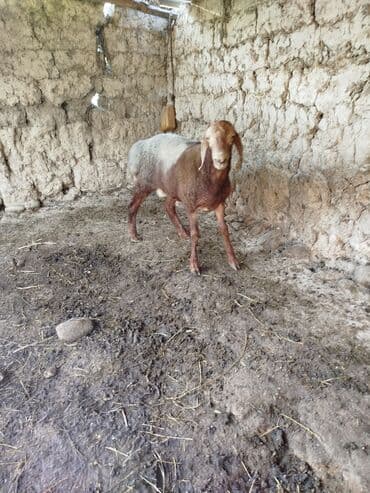 куры доминанты: Продаю | Баран (самец) | Для разведения | Племенные — 6