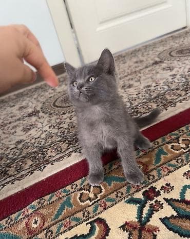 ориентальные кошки: Британский короткошёрстный котёнок, окрас голубой (серый). Описание — 2