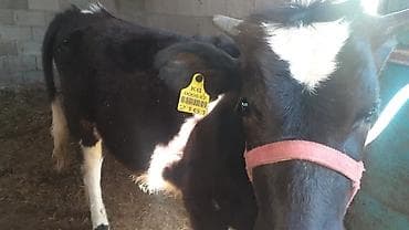 сингапурская кошка купить: Продаю | Тёлка | Голштин, Швицкая | На откорм | Привязанные — 1