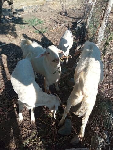 домик для собаки: Сатам | Эчки (ургаачы) | Заанен | Сүт алуу үчүн — 5