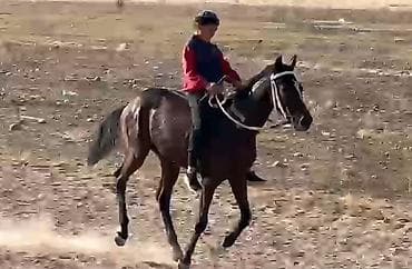 А/ч жаныбарларын сатып алам: Сатам | Бээ (ургаачы) | Англиялык | Ат спорту — 4