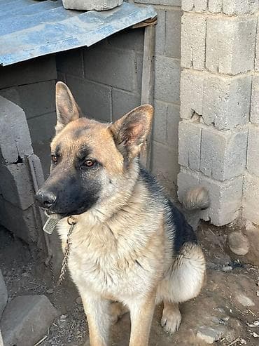 охот собака: Немецкая овчарка, 8 месяцев, Самец — 2