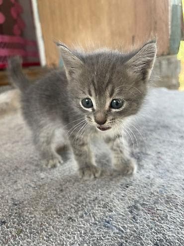 Котята, домашние, ручные. - Описание: двое очаровательных малышей с