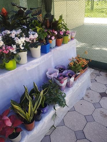 продажа аквариума: Садовый центр/питомник растений и товаров для сада - Широкий выбор — 6