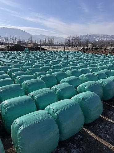 кукуруза на силос: Кукурузный силос в индивидуальных рулонах Адрес Город Кемин село Жол — 6
