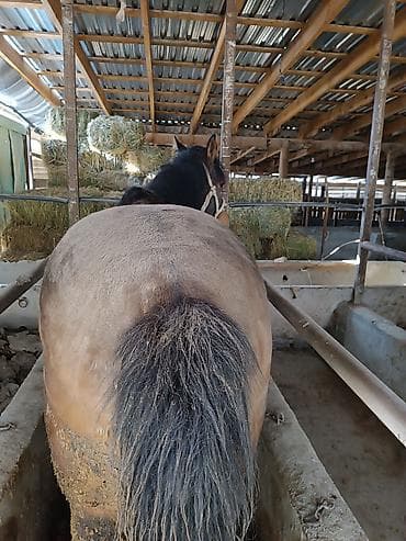 Грызуны: Продаю | Кобыла (самка) — 4