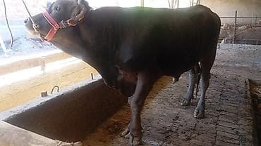 охотничая собака: Продаю | Бык (самец) | Для разведения | Племенные — 4