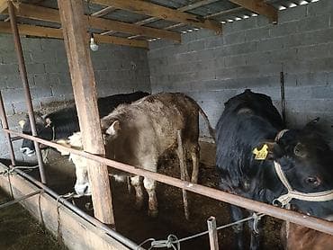 Уйлар, букалар: Сатам | Бука (эркек) | Бордоп семиртүү үчүн | Байланган — 4