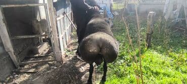 алабай в добрые руки: Продаю | Баран (самец) | Арашан | Для разведения | Племенные — 5