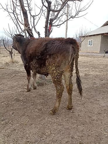 Продаю | Корова (самка) | Для разведения | Привязанные