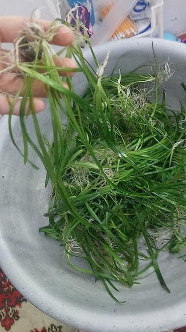 Кошки: Продаю аквариумные растения. 30 сом кустик. валиснерия — 6