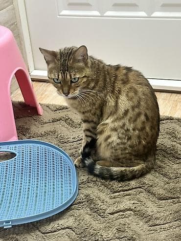 Продажа кошек: Отдаю породистую кошку Бенгальская порода Девочка 1.8 года — 3