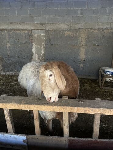 скотный рынок токмок: Продаю | Баран (самец) | Арашан — 5