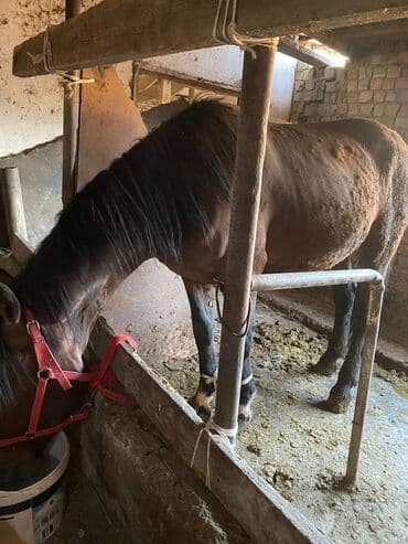 корм форели: Продаю | Жеребенок, Жеребец, Кобыла (самка) | Полукровка | Для разведения, На забой, Рабочий — 19