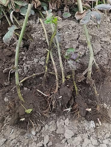 крупа: Саженцы ежевики (бесшипные сорта). Сорт Лох Нес Количево 1000 — 2