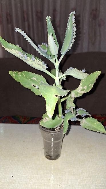 каланхоэ цена: Продаю лечебный каланхоэ Дегремона (Bryophyllum daigremontianum) 1 — 1