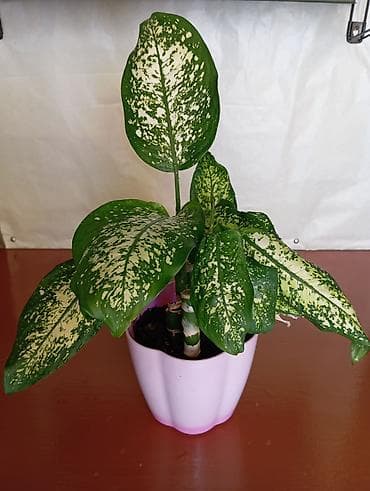 фиалки бишкек: Монстера Карстенианум (перу) - 650 сом Шефлера - 350 сом, 750 сом — 3