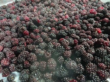 цены на труба квадрат в бишкеке: Ежевика В розницу — 6