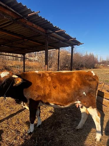тай чистокровный: Продаю | Корова (самка) | Симментальская | Для молока | Стельные — 4