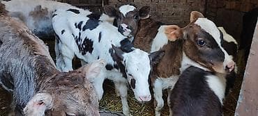 сколько стоят попугаи волнистые: Продаю | Музоо, торпок | На откорм | Искусственник — 1