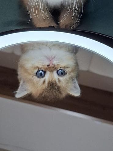 купить клетку для шиншиллы бу: 🐾 Открыто бронирование котят шотландской породы 🐾 Предлагаются к — 5