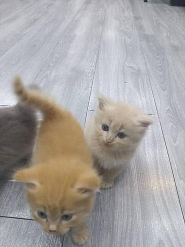 голубая вислоухая кошка: Пушистые котята, домашнего выращивания. - Возраст на фото: примерно — 7