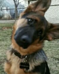 ТТС, унаа бизнеси: 🐾Выгульщик собак🐾 Нет времени выгуливать собаку? Не проблема — вы — 1