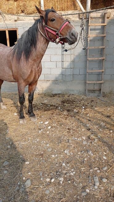 Продаю | Конь (самец) | Конный спорт | Осеменитель