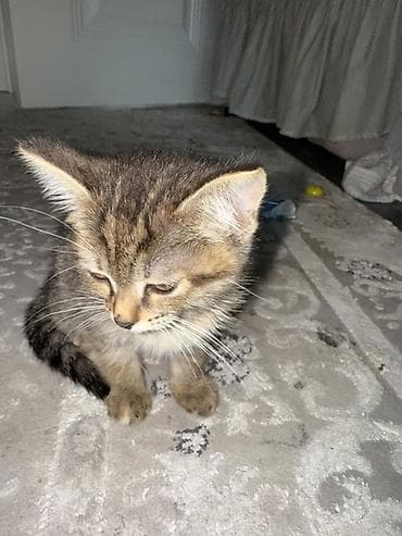 кошка продаётся: 2 месяца, Девочка, Метис — 4