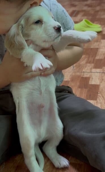 вязка алабай: Кокер-спаниель, 1 месяц, Самец — 5