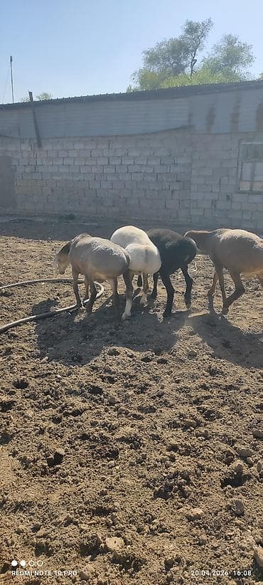 грил козу: Продаю | Баран (самец) | На забой, Для разведения | Племенные — 8