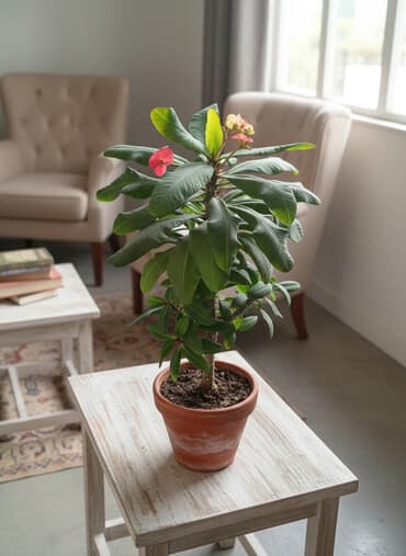 Продаю дереце молочай. обильное цветение, лёгкий уход. цена 1400сом